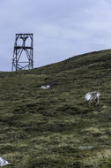 Image of Svalbard reindeer