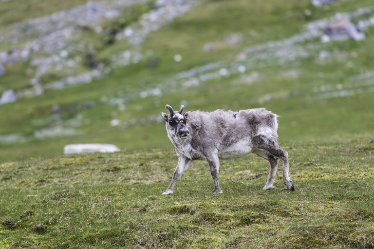 Image of Svalbard reindeer