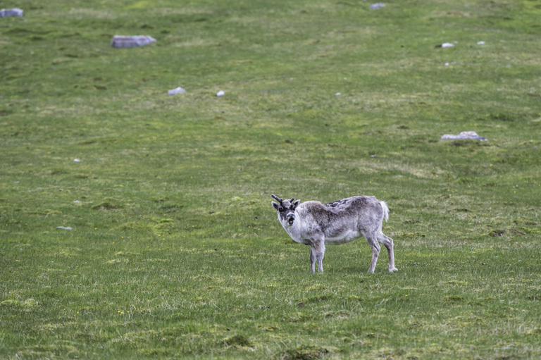 Image of Svalbard reindeer