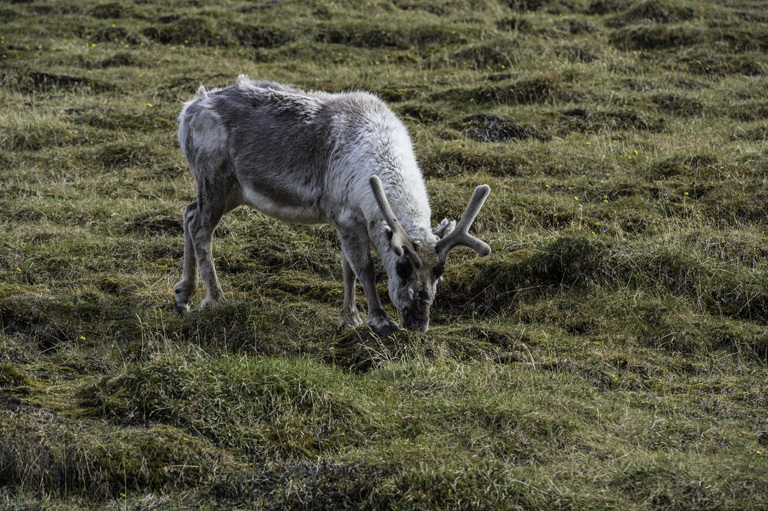 Image of Svalbard reindeer