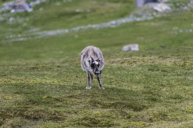 Image of Svalbard reindeer