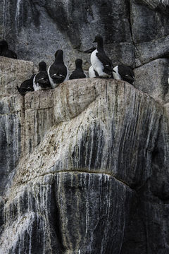 Image of Brünnich's Guillemot