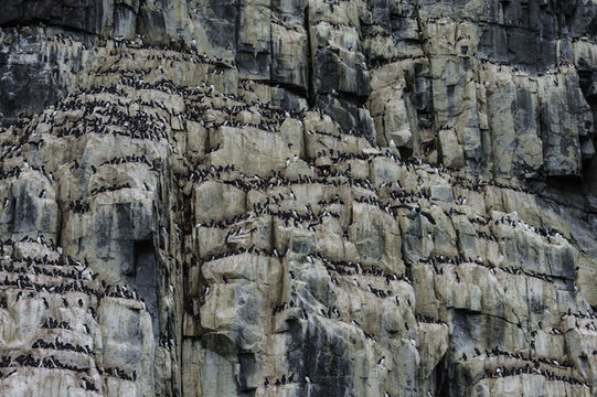 Image of Brünnich's Guillemot