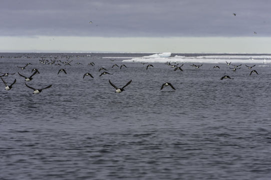 Imagem de Uria lomvia (Linnaeus 1758)