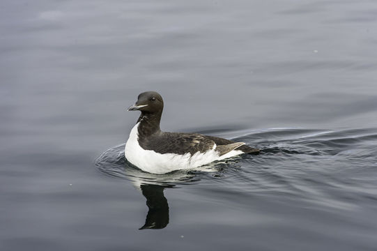 Imagem de Uria lomvia (Linnaeus 1758)