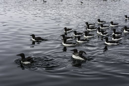 Image of Brünnich's Guillemot