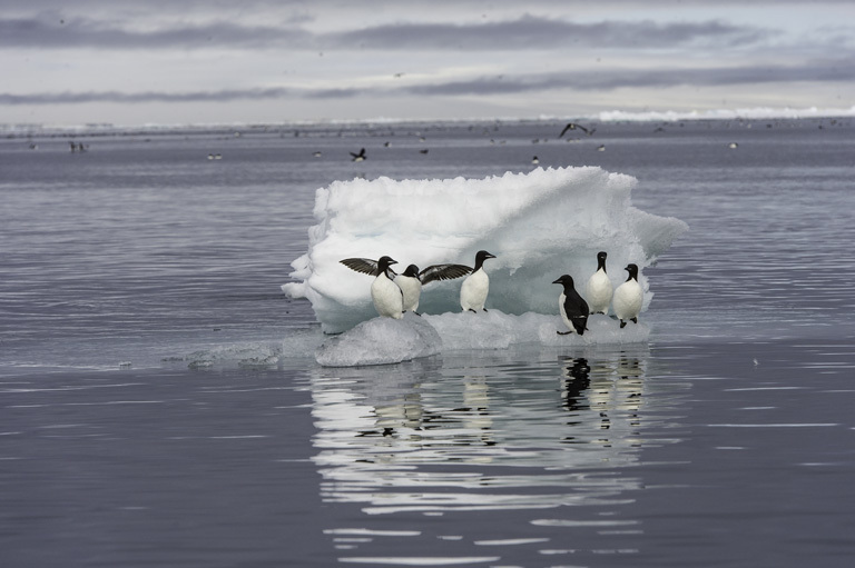 Image of Brünnich's Guillemot