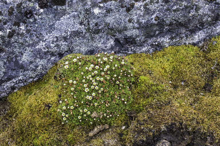 Plancia ëd Saxifraga cespitosa L.