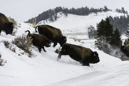 Image of American Bison