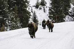 Image of American Bison