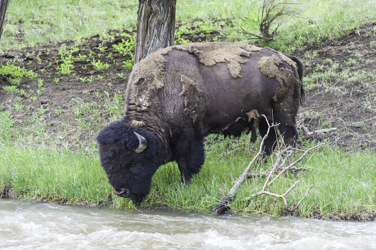 Image of American Bison