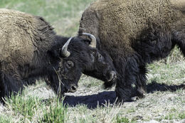 Image of American Bison