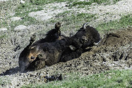 Image of American Bison