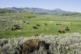 Image of American Bison