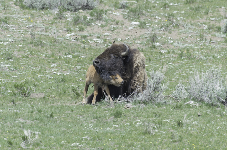 Image of American Bison