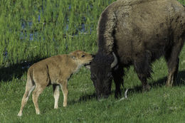 Image of American Bison