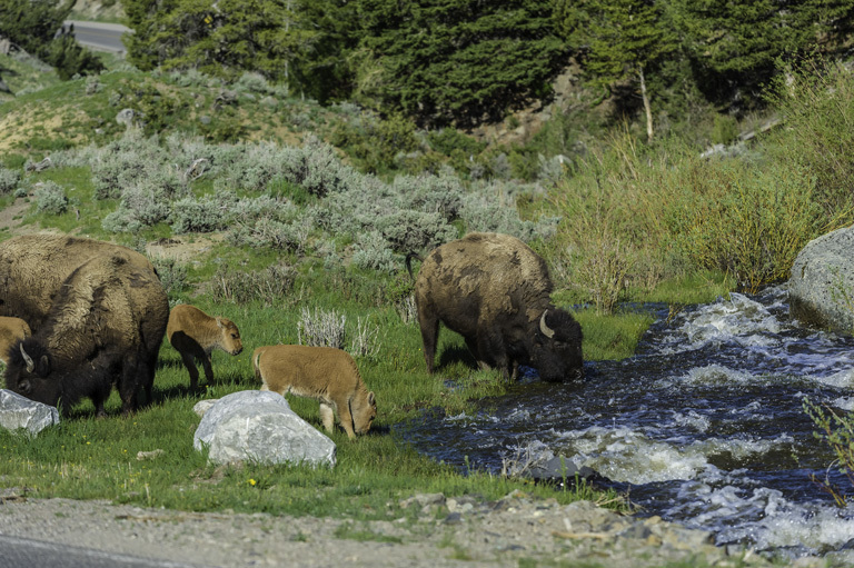 Image of American Bison