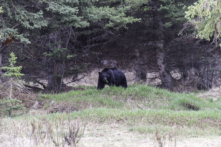 Amerika kara ayısı resmi