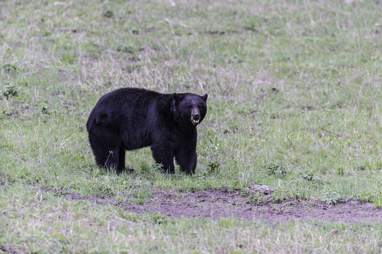 Image of American Black Bear