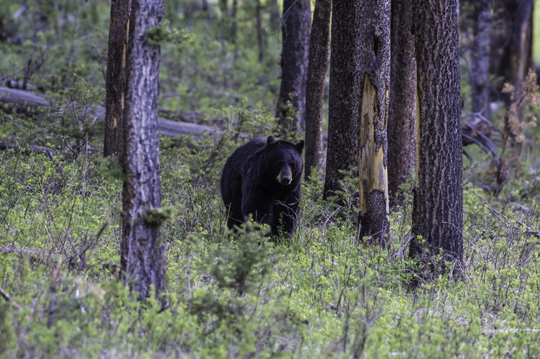 Image of American Black Bear