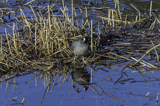 Image of American Coot