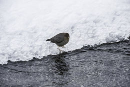 Image of American Dipper