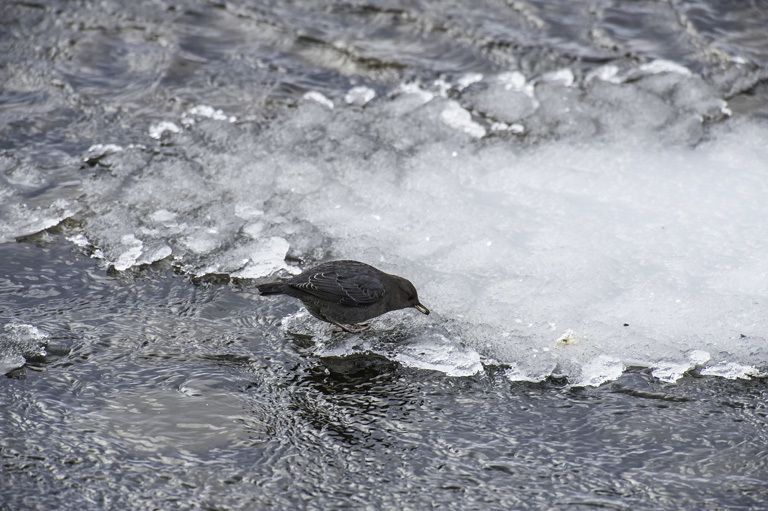 Image of American Dipper