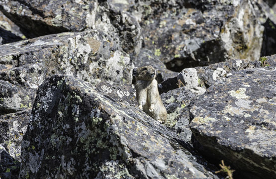 Image of American Pika