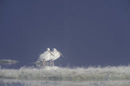 Image of American White Pelican
