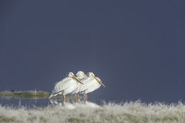 Image of American White Pelican