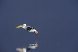 Image of American White Pelican