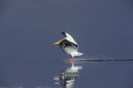 Image of American White Pelican