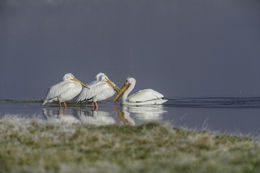 Image of American White Pelican