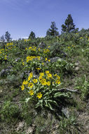 Image of arrowleaf balsamroot