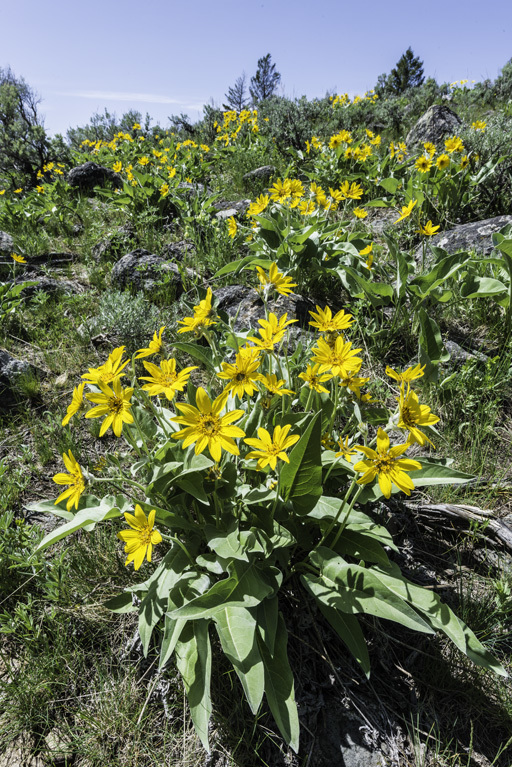 Image of arrowleaf balsamroot