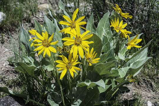 Image of arrowleaf balsamroot