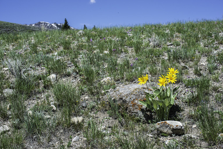 Image of arrowleaf balsamroot