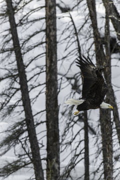 Image of Bald Eagle