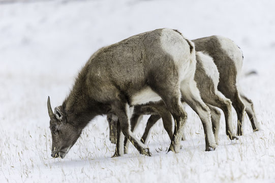 Image of bighorn sheep