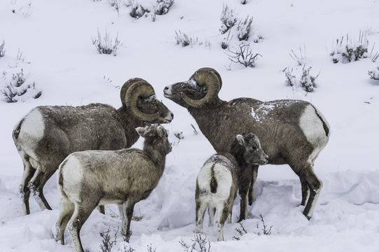 Image of bighorn sheep