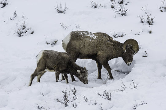 Image of bighorn sheep