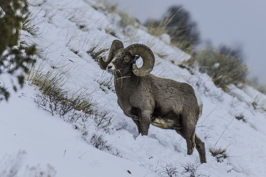 Image of bighorn sheep