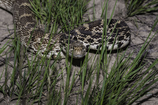 Image of Pituophis catenifer sayi (Schlegel 1837)