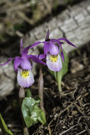 Imagem de Calypso bulbosa (L.) Oakes