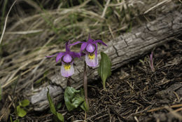 Image of Calypso orchid