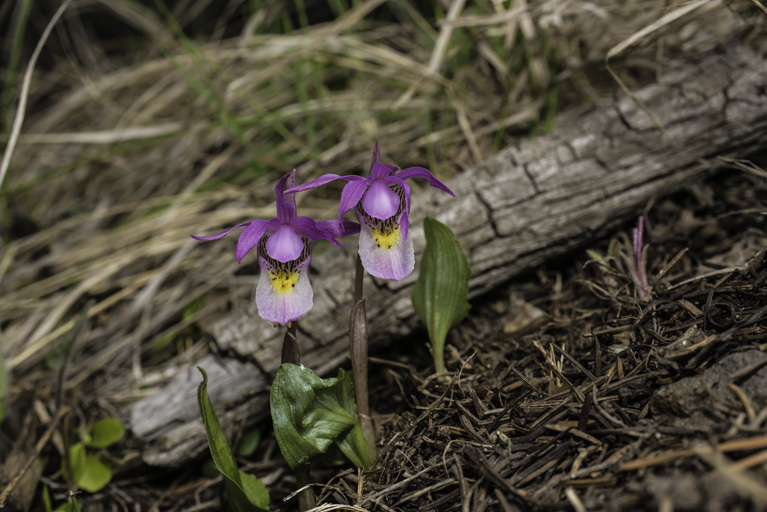 Imagem de Calypso bulbosa (L.) Oakes