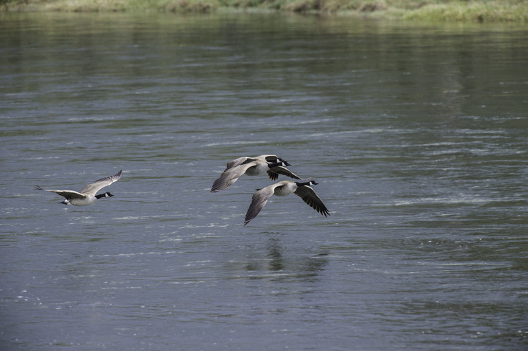 Image of Canada Goose