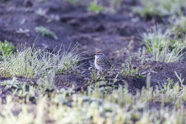 Image of Chipping Sparrow