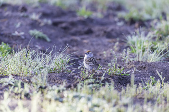 Image of Chipping Sparrow