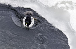 Image of Common Goldeneye